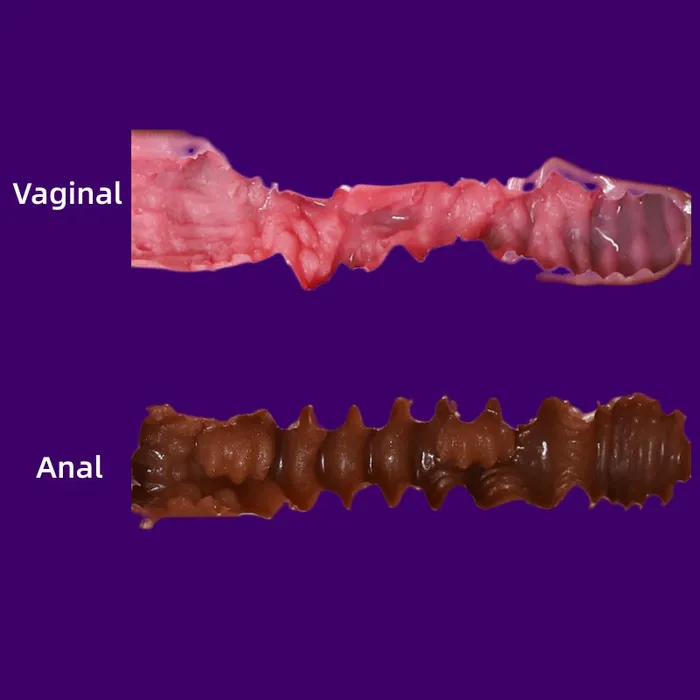 P51 Portable Fake Pussy linkdolls Female Sex Toys